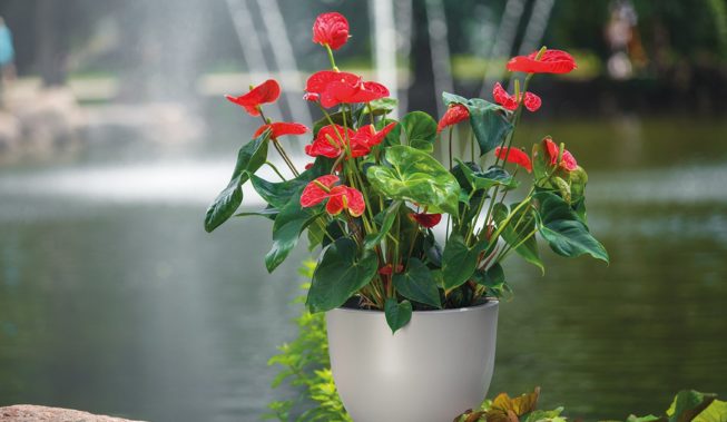 Kwiaty z materiału – wnętrzarski hit czy kit?