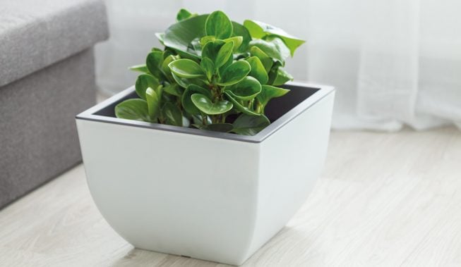 Poznaj rośliny, który nie trzeba podlewać zbyt często