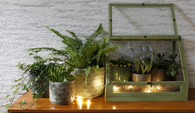 W poszukiwaniu domowych roślin przynoszących szczęście