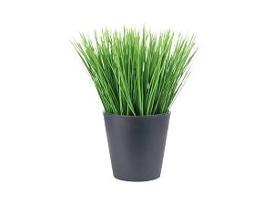 Trawa w doniczce