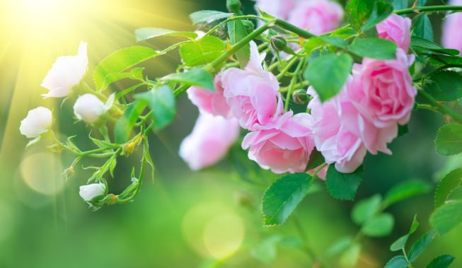 Romantyczny ogród: zakochaj się na lato i lata!