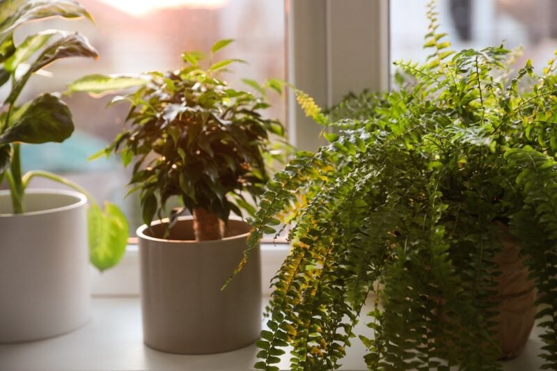 Poradnik domowego ogrodnika: rośliny na parapet