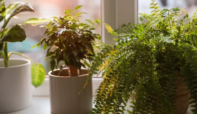 Wybierz rośliny doniczkowe na parapet
