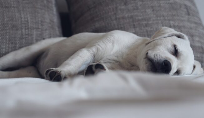 Jak przygotować dom na szczeniaka?