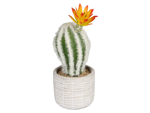 Kaktus w doniczce urozmaici wnętrze w stylu boho