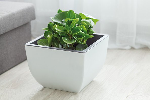 Ogród w bloku? To możliwe! 