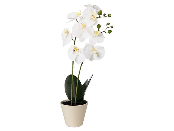  Orchidea 