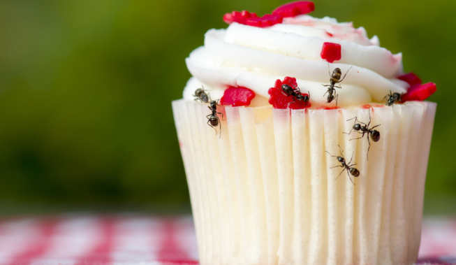 Jak pozbyć się mrówek z domu? 6 sprawdzonych sposobów