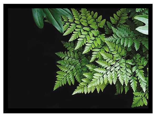 Obraz Paproć