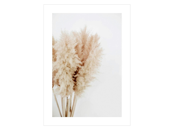 Plakat Trawa Pampasowa