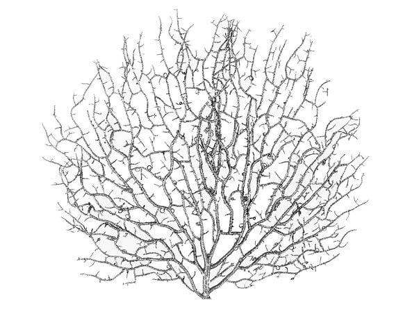 gałązka dekoracyjna