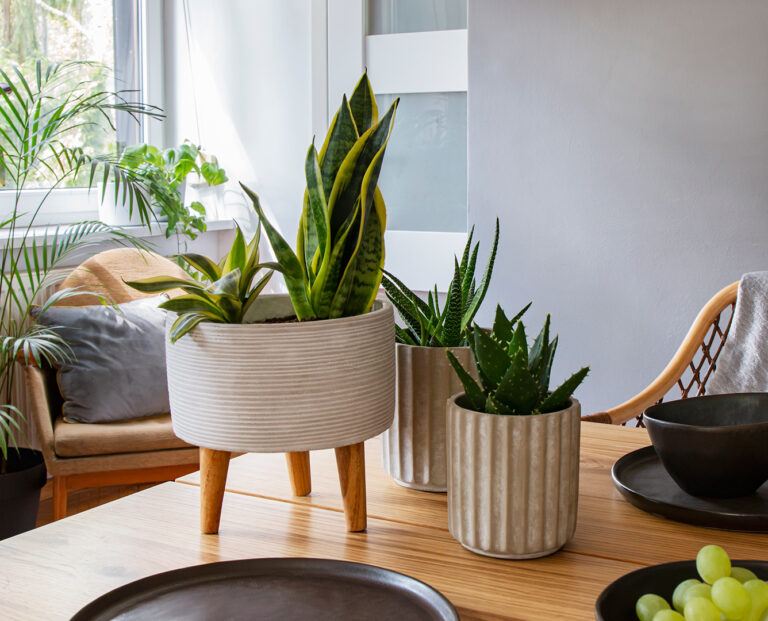 Rośliny na stole