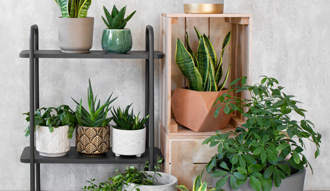 Jakie kwiaty na balkon wybrać? Urządź swoją zieloną strefę relaksu z BRW!