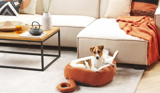 Kącik dla psa, kącik dla kota, czyli zwierzak w domu!