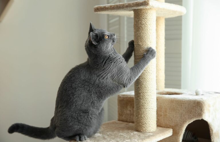 jaki drapak dla kota