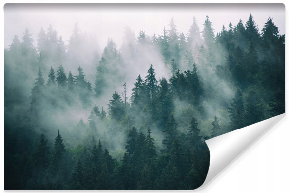 fototapeta las we mgle