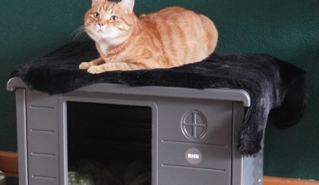 Wyprawka dla kota – co przygotować?