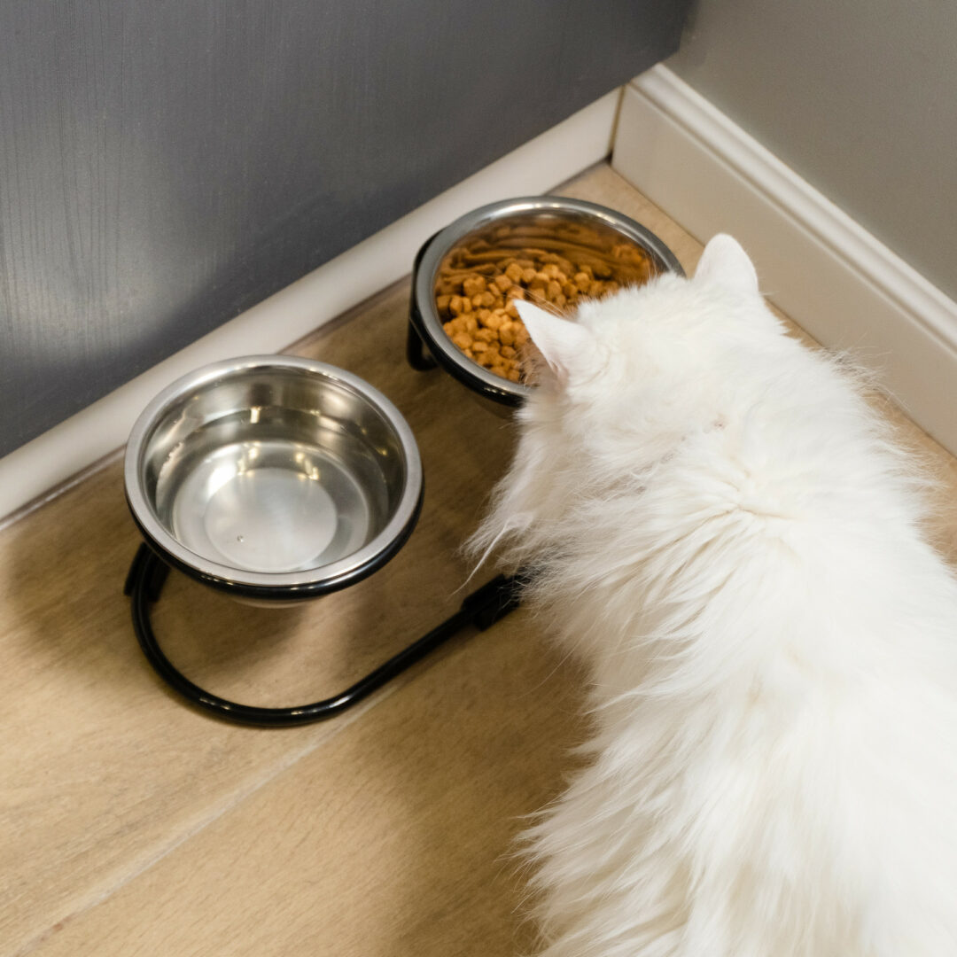 stojak z miskami dla kota