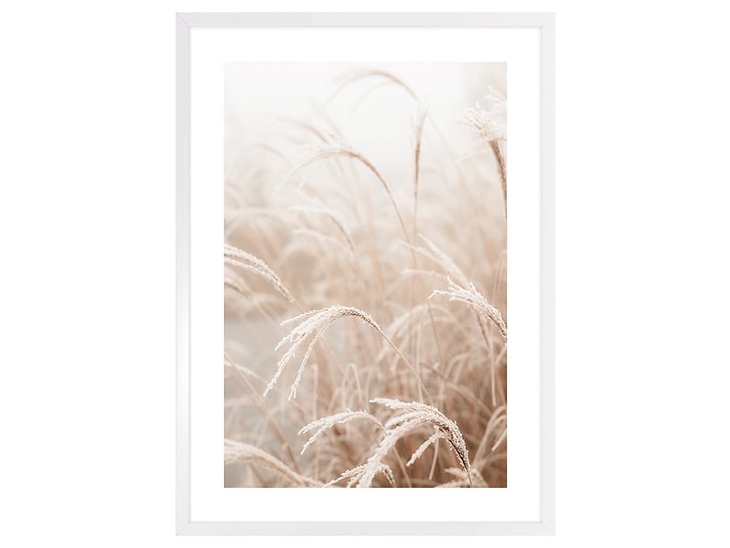 Obraz Pampas Grass Of The Wind