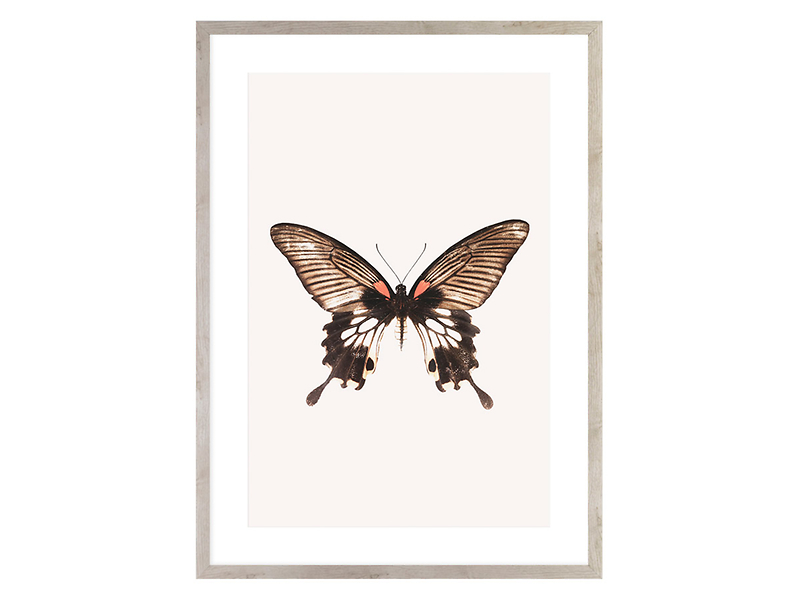 Obraz Brown Butterfly