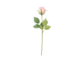 gałązka róży