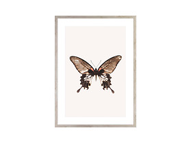 obraz Brown Butterfly