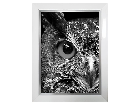 obraz Owl, 80248
