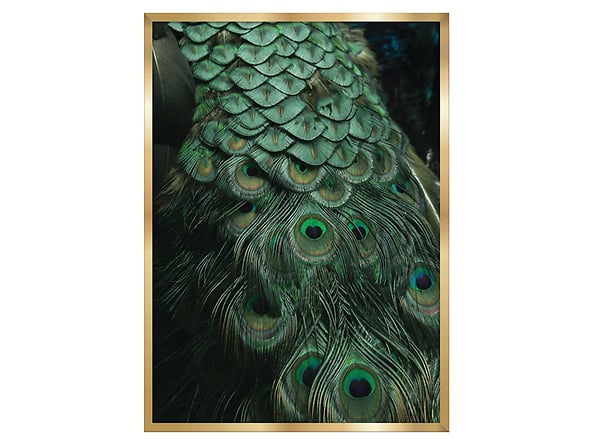 obraz Peacock, 80241