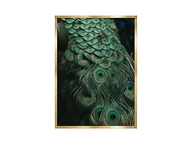 obraz Peacock