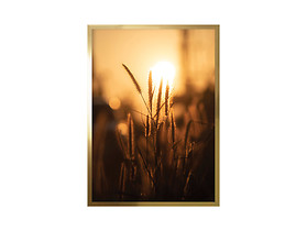 obraz Trawy w Słońcu
