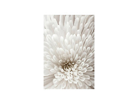 plakat Biały Kwiat